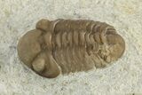 Juvenile Paciphacops Trilobite - Black Cat Mountain, Oklahoma #241433-1